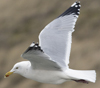 3cy argentatus in January. (80207 bytes)
