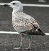 1cy argenteus in August, ringed in Belgium. (90559 bytes)
