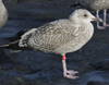 1cy argenteus in August, ringed in Belgium. (90559 bytes)