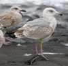 2cy argenteus in October, ringed in the Netherlands. (78696 bytes)