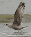 argentatus in January, ringed in Denmark. (56599 bytes)
