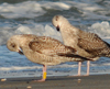 argentatus in January, ringed in Denmark. (56599 bytes)