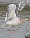 1cy argenteus in November, ringed in Belgium. (25637 bytes)