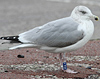 1cy argenteus in November, ringed in Belgium. (25637 bytes)