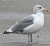 1cy argenteus in November, ringed in Belgium. (25637 bytes)