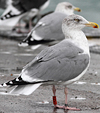 1cy argenteus in November, ringed in Belgium. (25637 bytes)