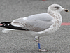 1cy argenteus in November, ringed in Belgium. (25637 bytes)