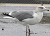 1cy argenteus in November, ringed in Belgium. (25637 bytes)