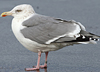1cy argenteus in November, ringed in Belgium. (25637 bytes)