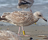 1cy argenteus in November, ringed in Belgium. (25637 bytes)