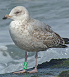 3cy argentatus in January. (80207 bytes)