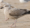 1cy argenteus in November, ringed in Belgium. (25637 bytes)