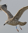 2cy argenteus in November, ringed in the Netherlands. (65412 bytes)