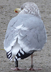 1cy argenteus in August, ringed in Belgium. (90559 bytes)