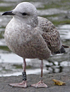 1cy argenteus in August, ringed in Belgium. (90559 bytes)