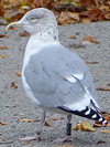 1cy argenteus in August, ringed in Belgium. (90559 bytes)