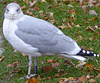 1cy argenteus in August, ringed in Belgium. (90559 bytes)