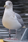 1cy argenteus in August, ringed in Belgium. (90559 bytes)