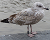 1cy argenteus in August, ringed in Belgium. (90559 bytes)