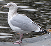 1cy argenteus in August, ringed in Belgium. (90559 bytes)
