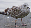 1cy argenteus in August, ringed in Belgium. (90559 bytes)