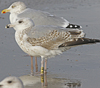 1cy argenteus in August, ringed in Belgium. (90559 bytes)