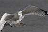 1cy argenteus in August, ringed in Belgium. (90559 bytes)