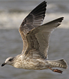 1cy argenteus in August, ringed in Belgium. (90559 bytes)