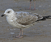 1cy argenteus in August, ringed in Belgium. (90559 bytes)
