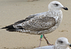 1cy argenteus in August, ringed in Belgium. (90559 bytes)