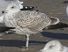 1cy argenteus in August, ringed in Belgium. (90559 bytes)
