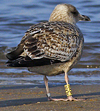 1cy argenteus in August, ringed in Belgium. (90559 bytes)