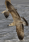 Herring Gull