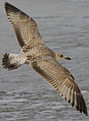 Herring Gull