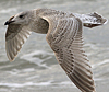 Herring Gull