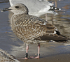 1cy argenteus in August, ringed in Belgium. (90559 bytes)