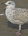 1cy argenteus in August, ringed in Belgium. (90559 bytes)