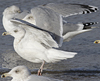 Herring Gull