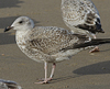 1cy argenteus in August, ringed in Belgium. (90559 bytes)