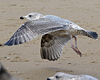 1cy argenteus in August, ringed in Belgium. (90559 bytes)