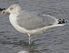 1cy argenteus in August, ringed in Belgium. (90559 bytes)
