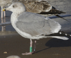3cy Herring Gull in August, ringed in Belgium. (84363 bytes)