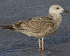 Herring Gull