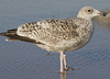 3cy argentatus in January. (80207 bytes)