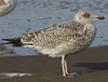 3cy argentatus in January. (80207 bytes)