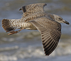 Herring Gull