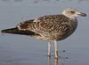 Herring Gull