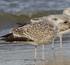 2cy argentatus in November. (81321 bytes)