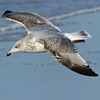3cy argentatus in January. (80207 bytes)