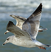 3cy argentatus in January. (80207 bytes)